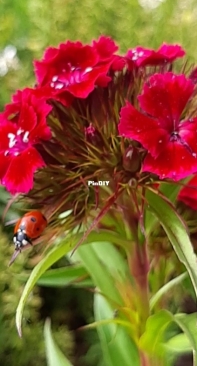 Flowers from my garden 7