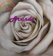 Arxinda - White Rose