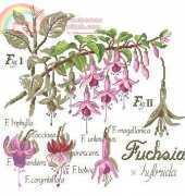 DFEA-HS 28-Etude Botanique Fuchsia