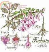 DFEA-HS 28-Etude Botanique Fuchsia
