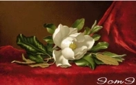 EstE 203 Magnolia on Red Velvet Cloth XSD