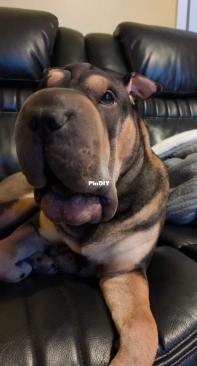 Baby Bronson 8 months old