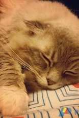 Pretty cat