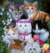 Arxinda - Kittis