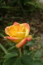 Beautiful yellow rose