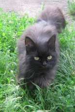 My cat - Zayka