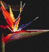 Coricamo 4257 - Strelitzia
