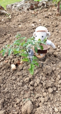 watering walter
