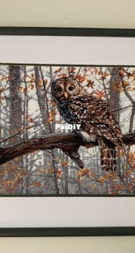 Dimensions - Wise owl