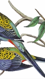Artecy Cross stitch - Pale Headed Rosella