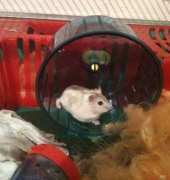 hamster