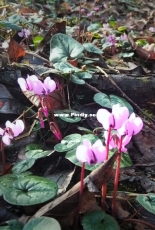 Cyclamens