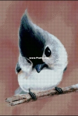 Bozenka 1001 - Birdie