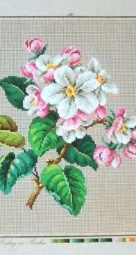 Grünthals Verag 5019 Apple tree  XSD+PCS