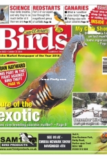 Cage & Aviary Birds - 29 October 2018