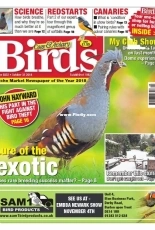 Cage & Aviary Birds - 29 October 2018