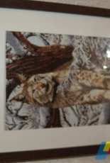 Lynx