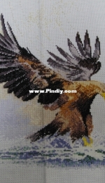 Eagle in flight.
