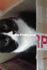 my cat