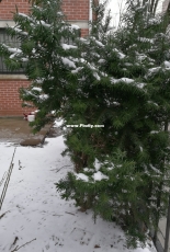 Snow ！