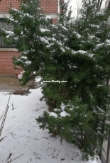 Snow ！
