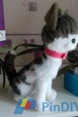 a cat