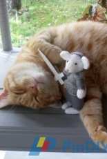 My cat, Garfield