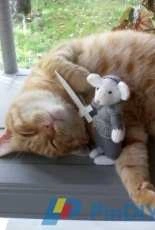 My cat, Garfield
