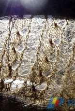 Melon Stitch Scarf by Carol Huebscher Rhoades /Brooks Farm-English-Free