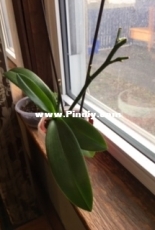 my first orchid