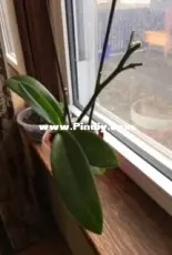 my first orchid
