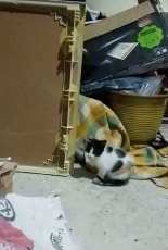 Our kittens