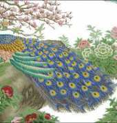 KCO 612322 Peacock
