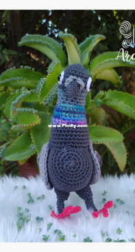 Pigeon