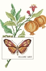 Le Papillon Heliconie Doris by V. Enginger from Oiseaux, Papillons et Petites Bêtes Page 33 PCS