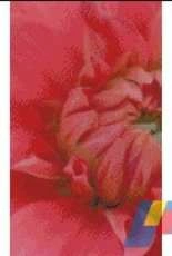 JinXin Cross Stitch - pink romance