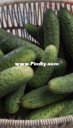 Cucumbers