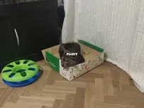 Mick, gatito en caja