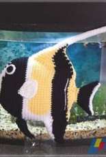Paw Paws Studio - Moorish Idol
