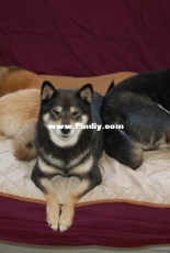 Ying and Yang