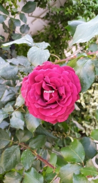 Roses
