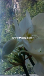 White orchid