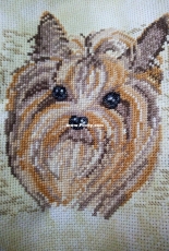 the yorkshire terrier