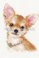 Alisa 1-30 Chihuahua