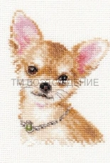 Alisa 1-30 Chihuahua