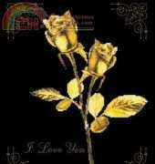 KCS 35153 Golden Rose xsd