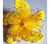 Meli Bondre - Camelia Shanahan - Hypericum Flower - Free