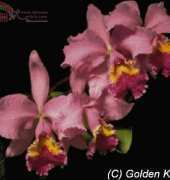 Golden Kite GK 288 - Orchid Pink