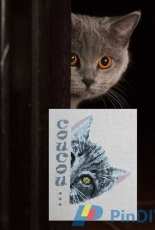 Coucou le chat - Martine Rigeade