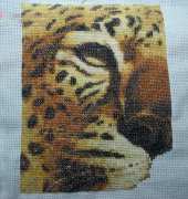 my wonderful leopard